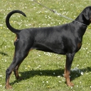 Doberman